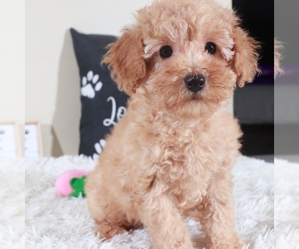 Medium Photo #3 Bichpoo mix (+ Bichon Frise) Puppy For Sale in MOUNT VERNON, OH, USA