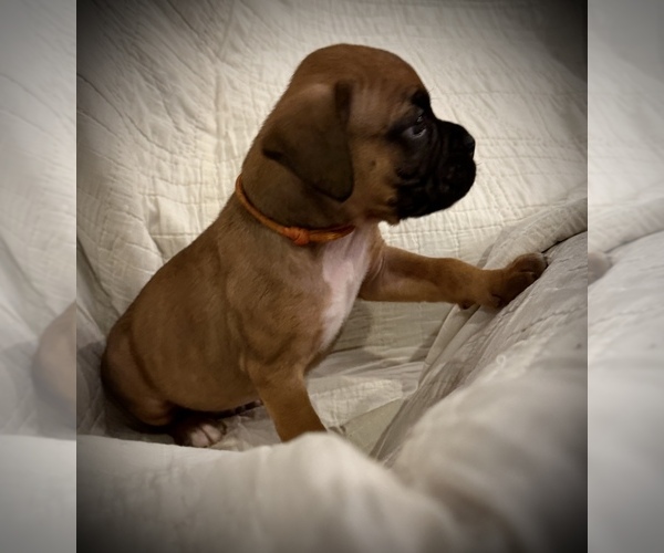 Medium Photo #2 Boxer Puppy For Sale in BRUSH CREEK, TN, USA