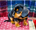 Small #5 Dachshund