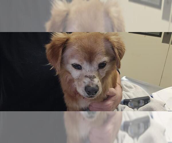 Medium Photo #1 Chihuahua-Unknown Mix Puppy For Sale in Camarillo, CA, USA