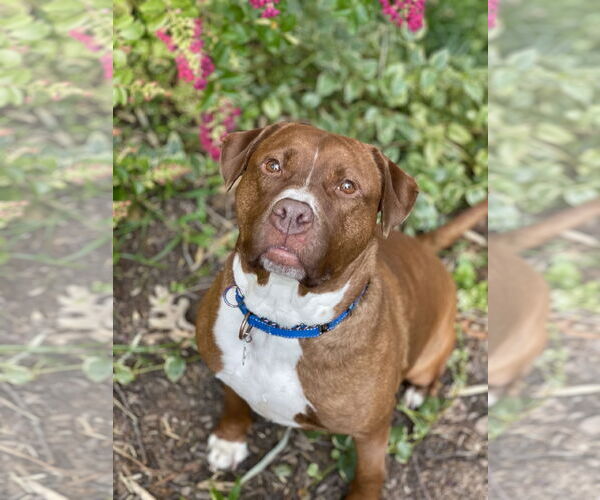 Medium Photo #27 Mutt Puppy For Sale in Mount Laurel, NJ, USA