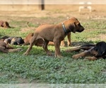 Small #5 Labrador Retriever-Rhodesian Ridgeback Mix