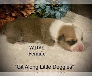Pembroke Welsh Corgi Puppy for Sale in BLACKSBURG, Virginia USA