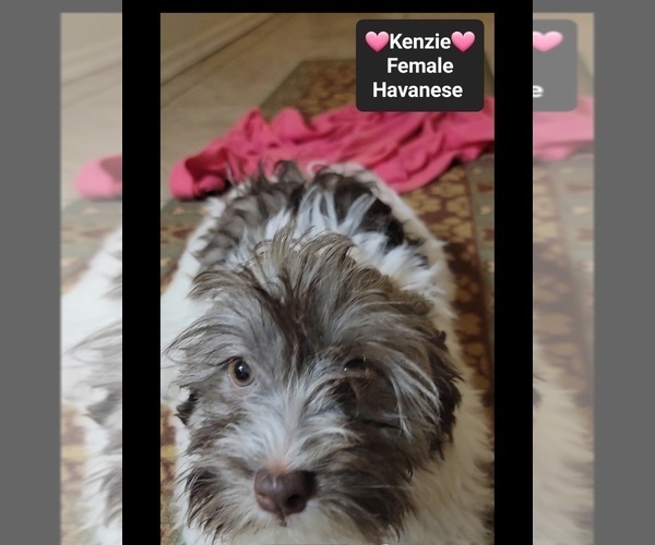 Medium Photo #3 Havanese Puppy For Sale in TUCSON, AZ, USA