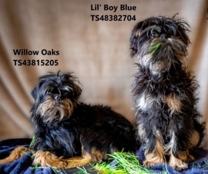 Father of the Brussels Griffon puppies born on 06/08/2022