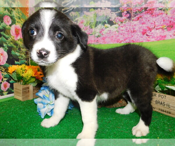 Medium Photo #1 English Shepherd Puppy For Sale in HAMMOND, IN, USA