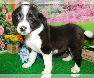 English Shepherd Puppy for Sale in HAMMOND, Indiana USA