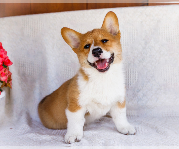 Medium Photo #28 Pembroke Welsh Corgi Puppy For Sale in WAKARUSA, IN, USA