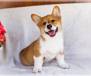 Medium Pembroke Welsh Corgi