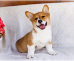Puppy Sonya Pembroke Welsh Corgi