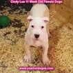 Small Photo #124 Dogo Argentino Puppy For Sale in PINEVILLE, MO, USA