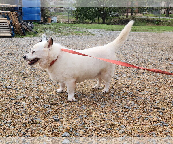Medium Photo #2 American Eskimo Dog-Unknown Mix Puppy For Sale in Jackson, MS, USA