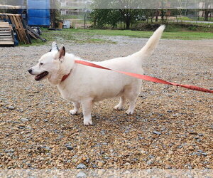 Max - Male American Eskimo Dog-Unknown Mix Dog for Adoption - Photo #2