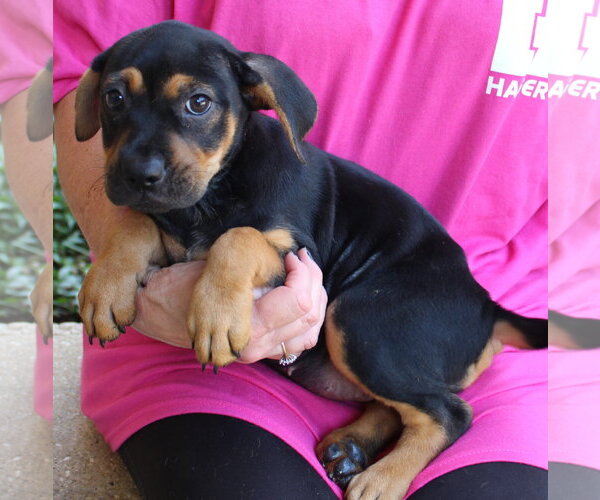 Medium Photo #3 Labrador Retriever-Unknown Mix Puppy For Sale in Prattville, AL, USA