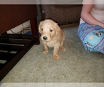 Small Photo #63 Labradoodle Puppy For Sale in WASHOUGAL, WA, USA