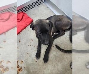 Mutt Dogs for adoption in Temple, TX, USA