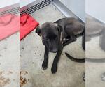 A081033 - Female Mutt Dog for Adoption - Small photo
