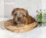 Small #5 Yorkshire Terrier
