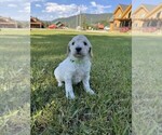 Puppy Luna Goldendoodle