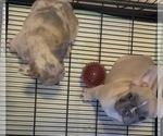 Small #4 French Bulldog