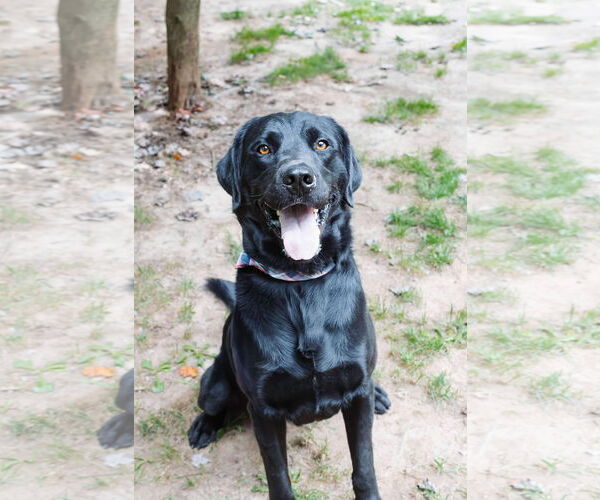 Medium Photo #1 Mutt Puppy For Sale in Lewistown, PA, USA