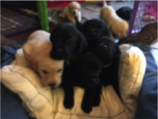 Labrador Retriever Puppy for sale in MIDLAND, GA, USA