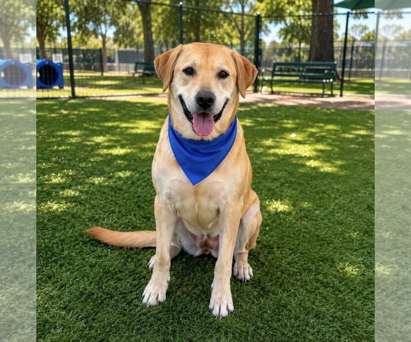 Medium Photo #2 Labrador Retriever-Rhodesian Ridgeback Mix Puppy For Sale in Euless, TX, USA