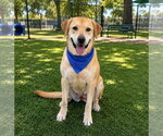 Small #1 Labrador Retriever-Rhodesian Ridgeback Mix