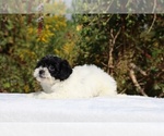 Small #28 ShihPoo