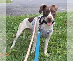 Mutt Dogs for adoption in Silver Spring, MD, USA