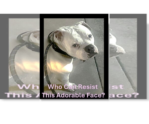 Medium Photo #4 Olde Bulldog Puppy For Sale in Sanford, FL, USA