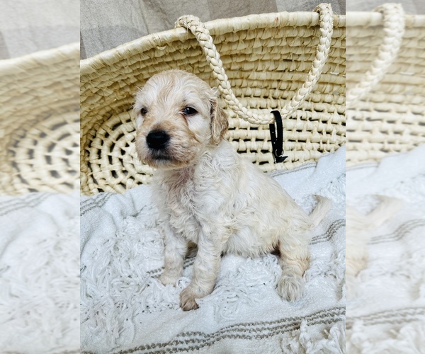 Medium Photo #1 Goldendoodle Puppy For Sale in SWEETWATER, TN, USA