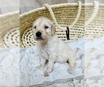 Small Photo #1 Goldendoodle Puppy For Sale in SWEETWATER, TN, USA