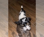 Small #5 Yorkshire Terrier