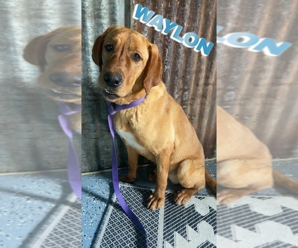 Medium Photo #1 Labrador Retriever Puppy For Sale in CEDAR VALE, KS, USA