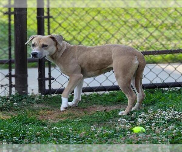 Medium Photo #1 American Pit Bull Terrier Puppy For Sale in Grovetown, GA, USA
