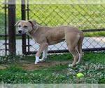 Small American Pit Bull Terrier