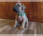 Small Photo #35 Cane Corso Puppy For Sale in APPLE VALLEY, CA, USA