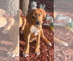 Small #4 Mutt
