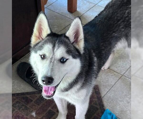 Medium Photo #1 Siberian Husky Puppy For Sale in Omaha, NE, USA
