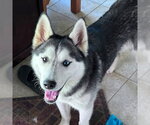 Small Siberian Husky