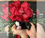 Small Photo #8 Bernedoodle (Miniature) Puppy For Sale in AUXVASSE, MO, USA