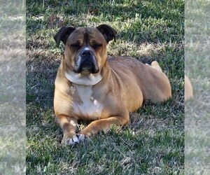 Bulldog-Unknown Mix Dogs for adoption in Rockaway, NJ, USA