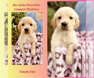 Golden Retriever Puppy for sale in SUGAR LAND, TX, USA
