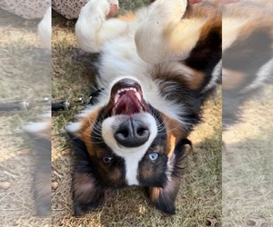Cayenne - Male Australian Shepherd-Unknown Mix Dog for Adoption - Photo #5