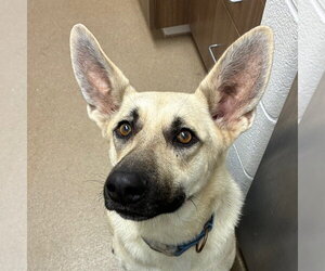 German Shepherd Dog-Unknown Mix Dogs for adoption in Rockaway, NJ, USA
