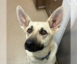 Small German Shepherd Dog Mix