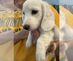 Small #10 Dachshund