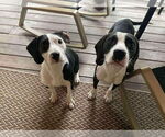Small #9 Beagle Mix