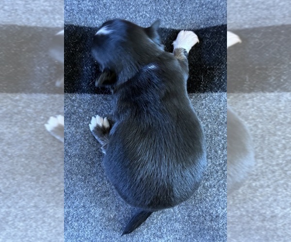 Medium Photo #4 Chihuahua Puppy For Sale in NEWVILLE, PA, USA